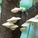 This Mushroom’s Incredibly Bitter Taste Is New to Science