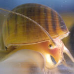 This snail may hold a secret to human eye regeneration