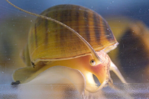 This snail may hold a secret to human eye regeneration