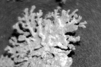 Tiny ‘Coral’ Discovered by Rover in Martian Crater : ScienceAlert