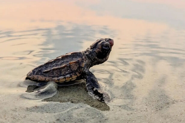 Tracking sea turtles is a long, slow process that just might keep them alive