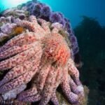 Vibrio pectenicida Identified as Cause of Sea Star Wasting Disease Affecting Billions