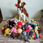 Tug or fetch? Some dogs sort toys by how they are used