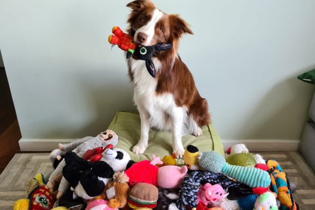 Tug or fetch? Some dogs sort toys by how they are used