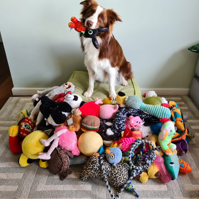 Tug or fetch? Some dogs sort toys by how they are used