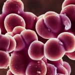 Staph bacteria are bad at letting go
