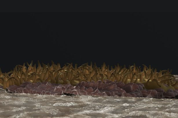 What may be one of Earth’s earliest animals has a punk rock vibe