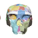An ancient Chinese skull might change how we see our human roots