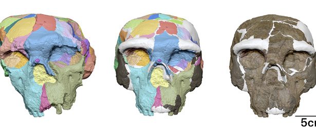 An ancient Chinese skull might change how we see our human roots