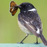 Is camouflage better than warning colors? For insects, it depends