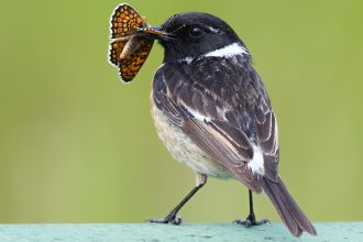 Is camouflage better than warning colors? For insects, it depends