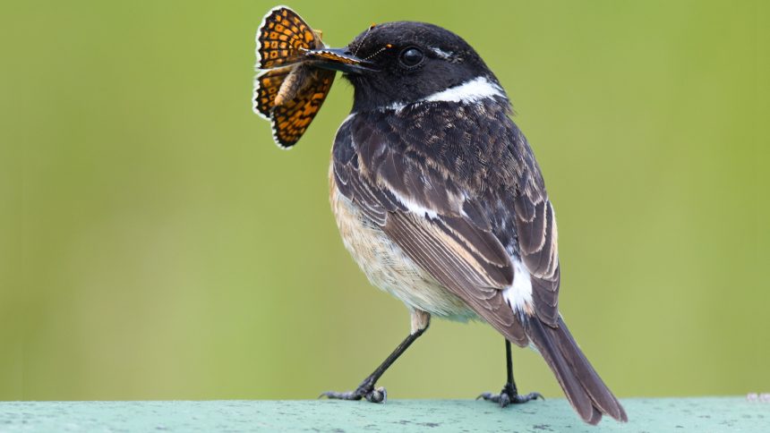 Is camouflage better than warning colors? For insects, it depends