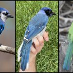 The rare ‘grue jay’ may be a harbinger of environmental change