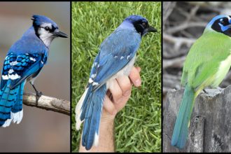 The rare ‘grue jay’ may be a harbinger of environmental change