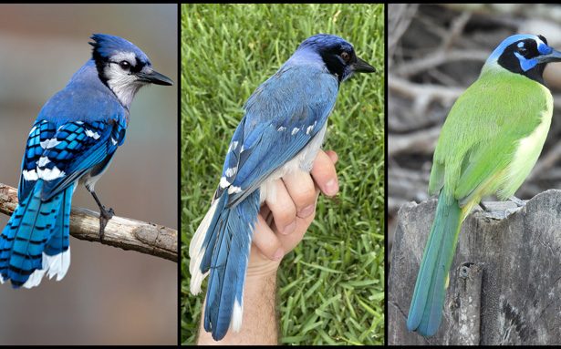 The rare ‘grue jay’ may be a harbinger of environmental change