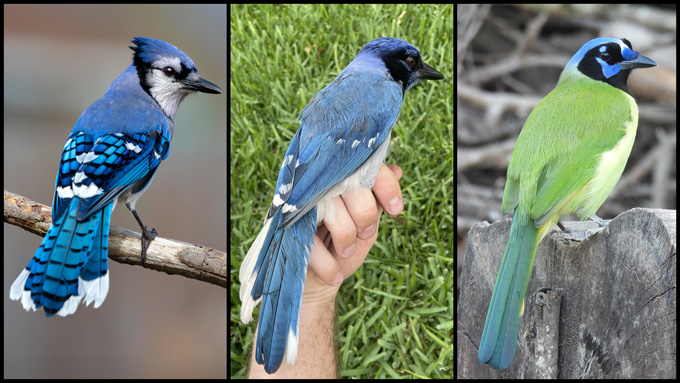 The rare ‘grue jay’ may be a harbinger of environmental change