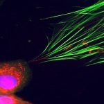 Cancer uses mitochondria to reprogram neighboring cells