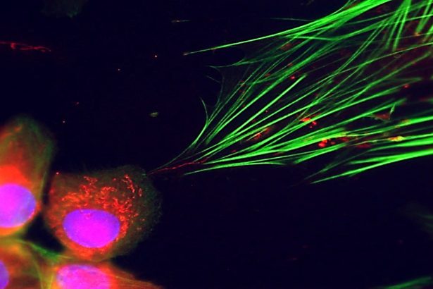 Cancer uses mitochondria to reprogram neighboring cells