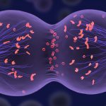 Scientists made human egg cells from skin cells