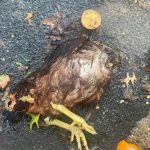 Pair of dead chickens found on NYC block for second time in 4 months, possibly part of ritual: experts