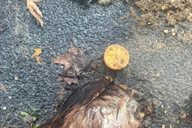 Pair of dead chickens found on NYC block for second time in 4 months, possibly part of ritual: experts