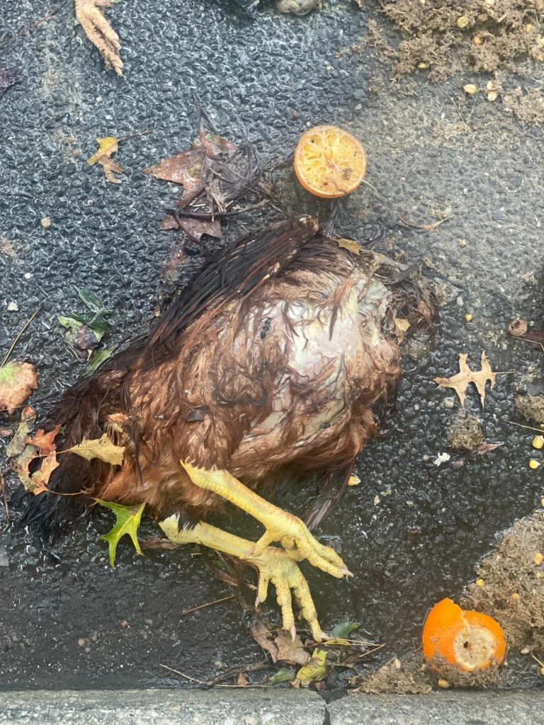 Pair of dead chickens found on NYC block for second time in 4 months, possibly part of ritual: experts