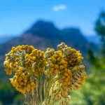 This Flower Is the Mediterranean’s Best-Kept Beauty Secret