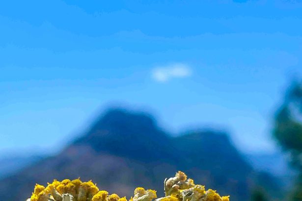 This Flower Is the Mediterranean’s Best-Kept Beauty Secret