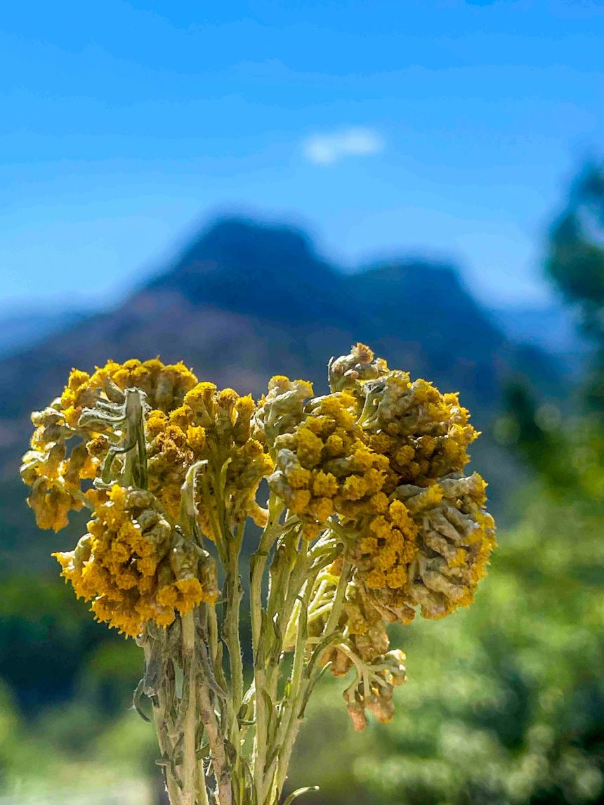This Flower Is the Mediterranean’s Best-Kept Beauty Secret