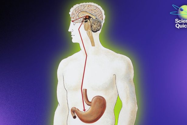 The Gut-Brain Connection Is Real—And It’s Changing How We Think about Health