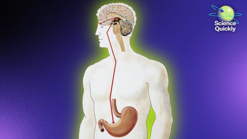 The Gut-Brain Connection Is Real—And It’s Changing How We Think about Health