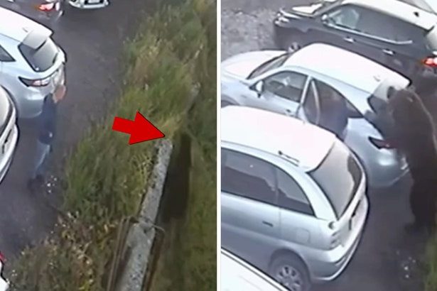 Man Narrowly Escapes Scary Bear Attack in Russia, on Video