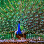 Bizarre: Florida Man Arrested After Killing and Eating His Pet Peacocks | The Gateway Pundit | by Anthony Scott