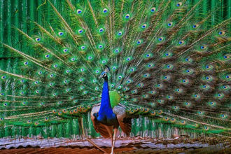 Bizarre: Florida Man Arrested After Killing and Eating His Pet Peacocks | The Gateway Pundit | by Anthony Scott