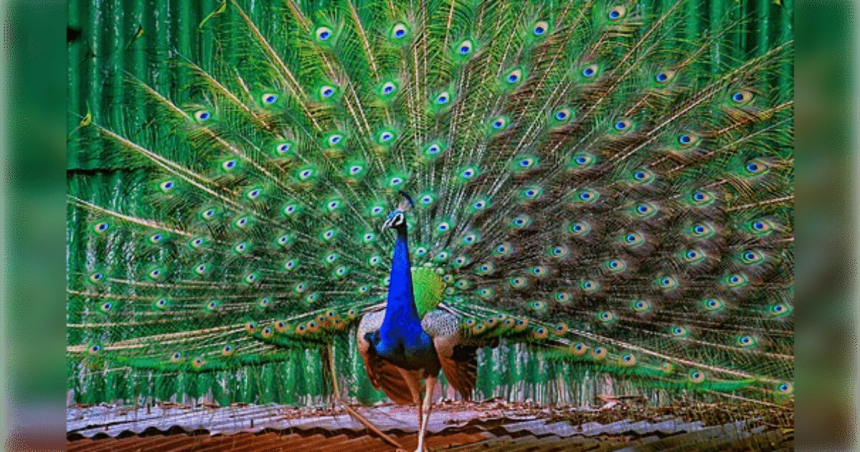 Bizarre: Florida Man Arrested After Killing and Eating His Pet Peacocks | The Gateway Pundit | by Anthony Scott