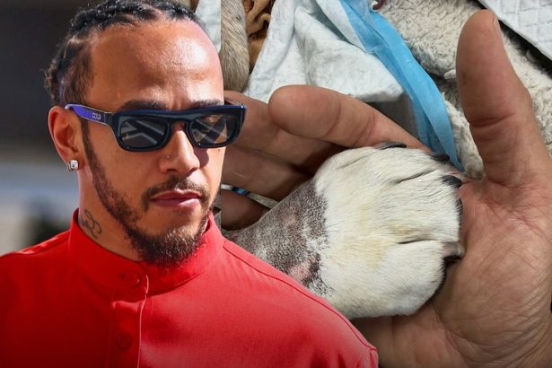 Lewis Hamilton Mourns Dog Roscoe’s Death, ‘Lost My Best Friend Last Night’