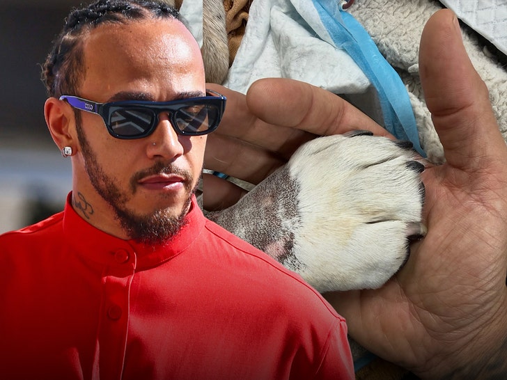 Lewis Hamilton Mourns Dog Roscoe’s Death, ‘Lost My Best Friend Last Night’