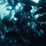 End of the line for cod?