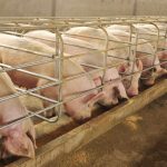 The Pigs Are Going Out to Pasture, So Sell Lean Hog Futures Here