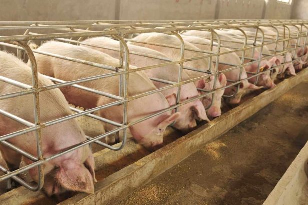 The Pigs Are Going Out to Pasture, So Sell Lean Hog Futures Here