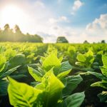 Dividend Growth Potential: A Closer Look at Universal Corporation (UVV)