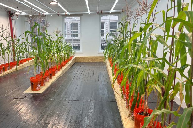 A Cornstalk Grows in Soho 