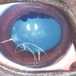 A Deadly Brainworm Is Infecting Moose Across The US. But We Can Finally Track It. : ScienceAlert