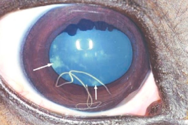 A Deadly Brainworm Is Infecting Moose Across The US. But We Can Finally Track It. : ScienceAlert