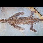 An ancient reptile’s fossilized skin reveals how it swam like a seal