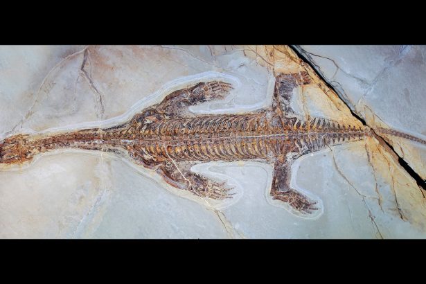 An ancient reptile’s fossilized skin reveals how it swam like a seal