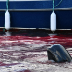 Ban dolphin hunt call