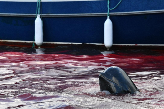 Ban dolphin hunt call