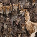 Bats live with some viruses. But others can do them in