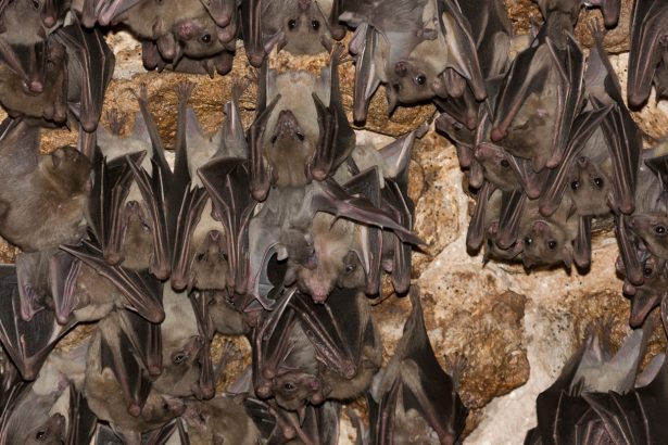 Bats live with some viruses. But others can do them in
